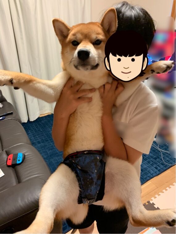 オムツの代わりに子供用のパンツを履いている犬