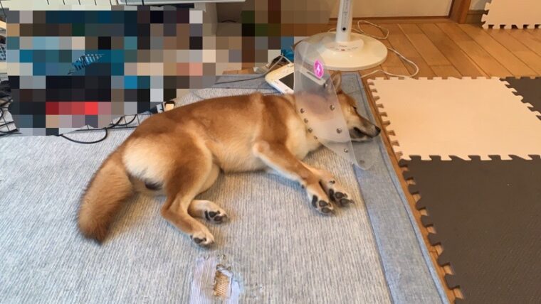 エリザベスカラーを装着して横になっている犬