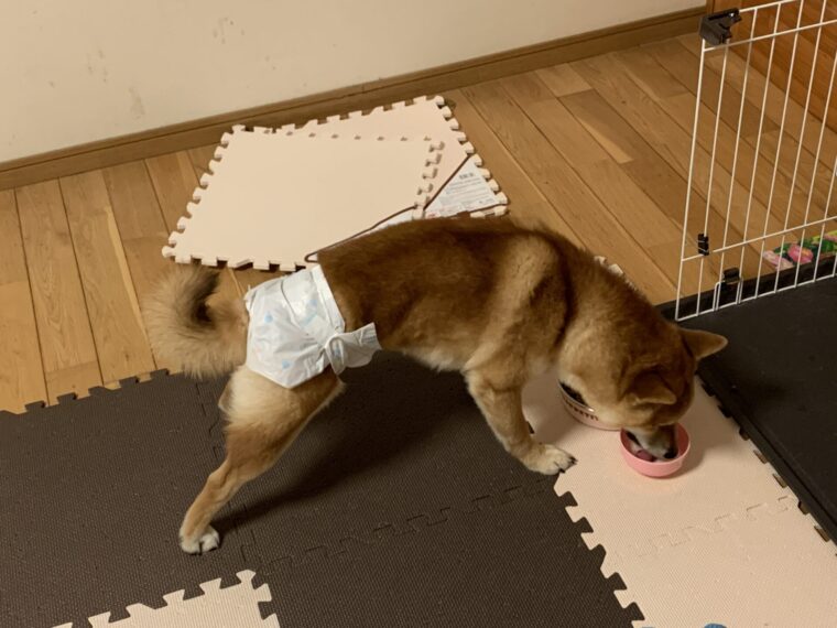 去勢手術後オムツを履いている犬