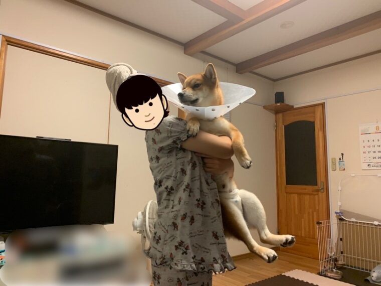 エリザベスカラー装着とオムツを履いている犬