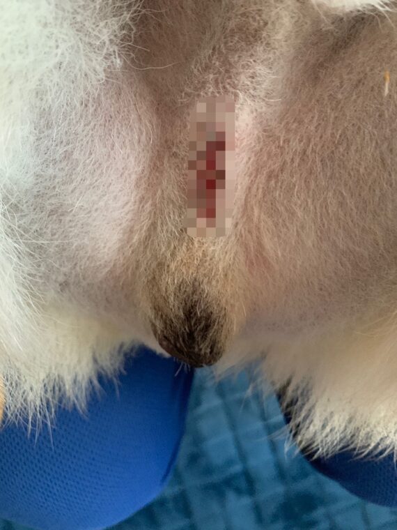 犬の去勢手術10日後の傷口