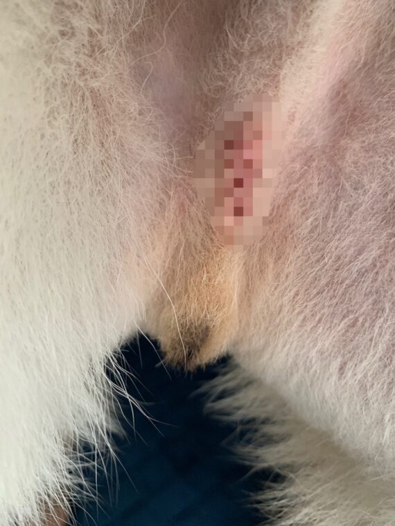 犬の去勢手術20日後の傷口
