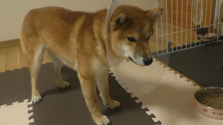 エリザベスカラーを装着している犬